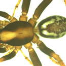 Image of Cybaeodamus tocantins Lise, Ott & Rodrigues 2009