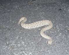 Image of Crotalus cerastes laterorepens Klauber 1944