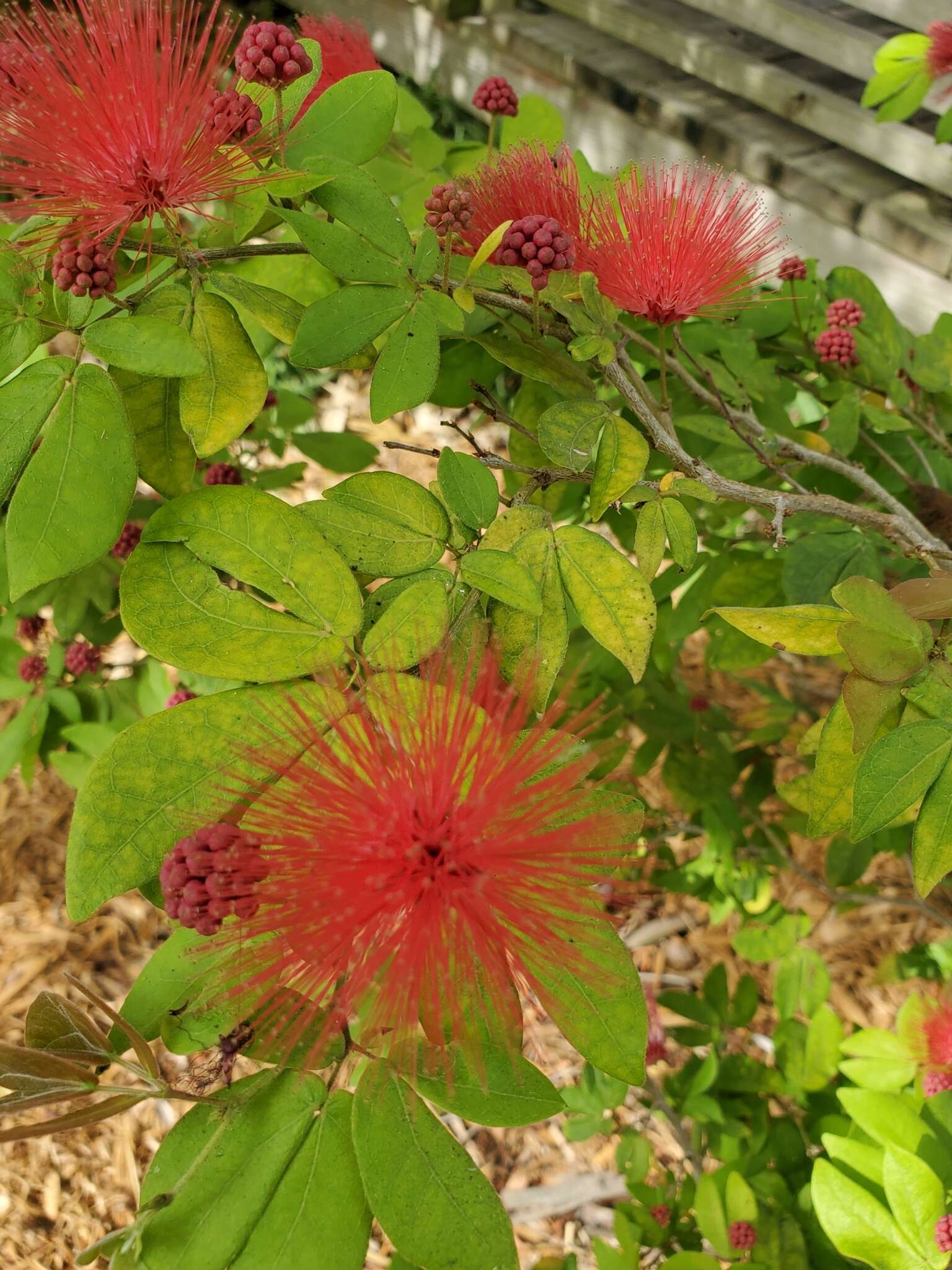 Imagem de Calliandra tergemina (L.) Benth.