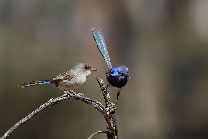 Image of Blue-breasted Fairy-wren