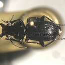 Imagem de Pterostichus (Lenapterus) punctatissimus (Randall 1838)