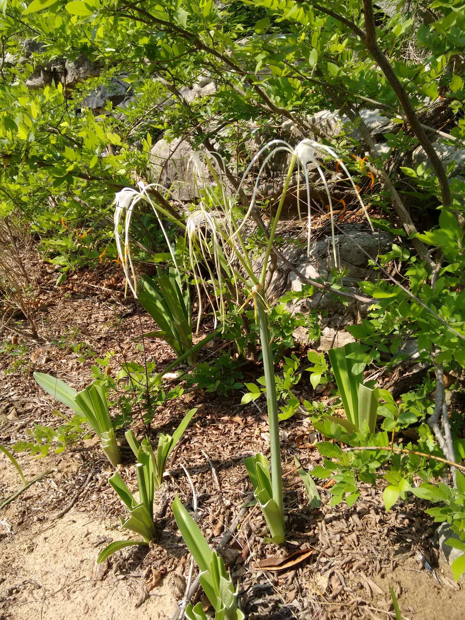 Image of Hymenocallis acutifolia (Herb. ex Sims) Sweet