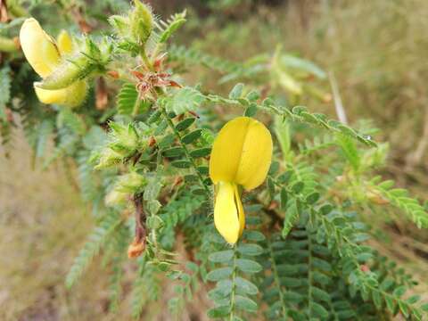 Image of Kotschya africana Endl.