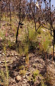 Image of Oedera longipes (K. Bremer) N. G. Bergh