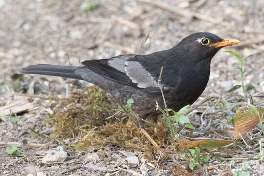 Image of Grey-winged Blackbird