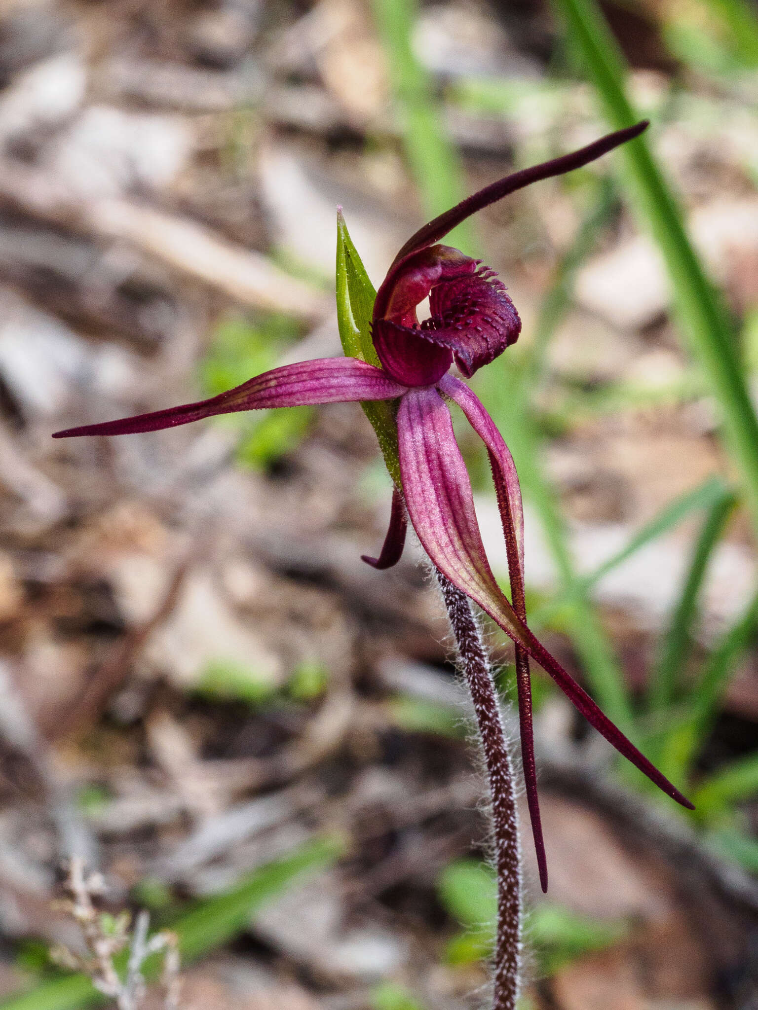 Image of Caladenia clavescens (D. L. Jones) G. N. Backh.