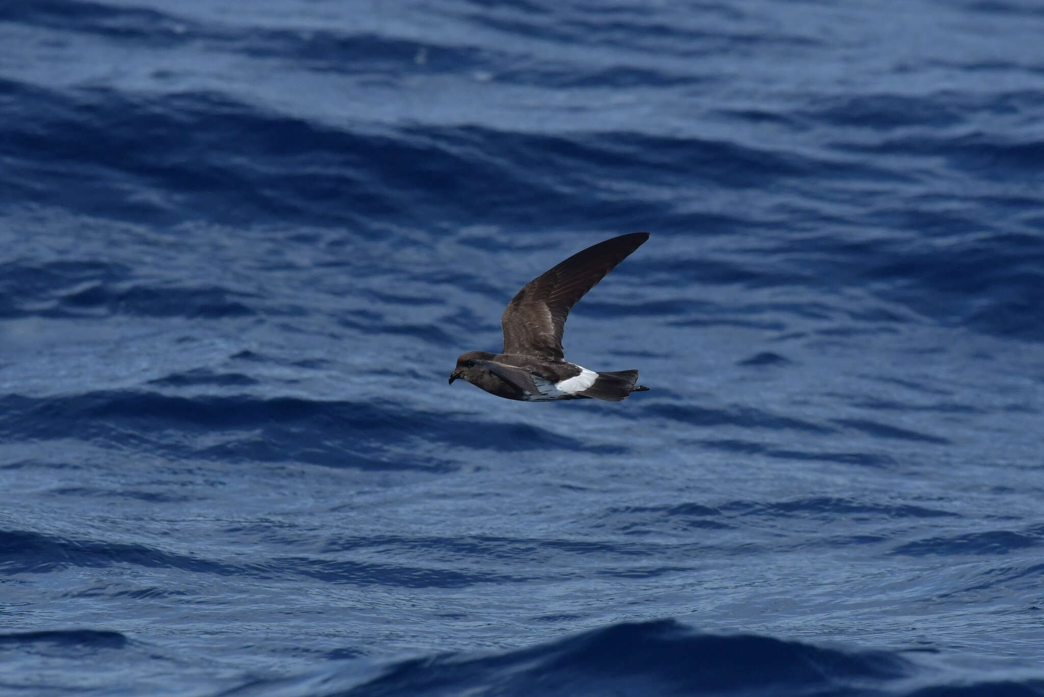 Image of New Zealand Storm Petrel