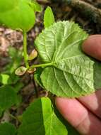 Image of Tilia croizatii Chun & H. D. Wong