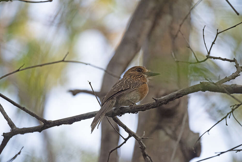 Image of Malacoptila striata minor Sassi 1911