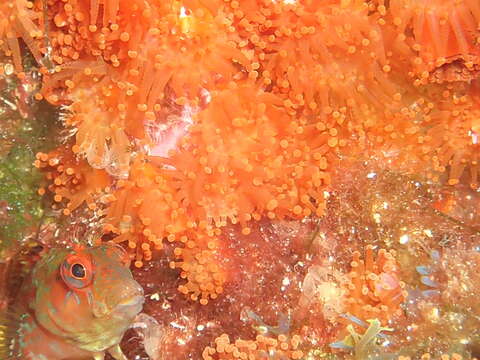 Image of Portuguese Blenny