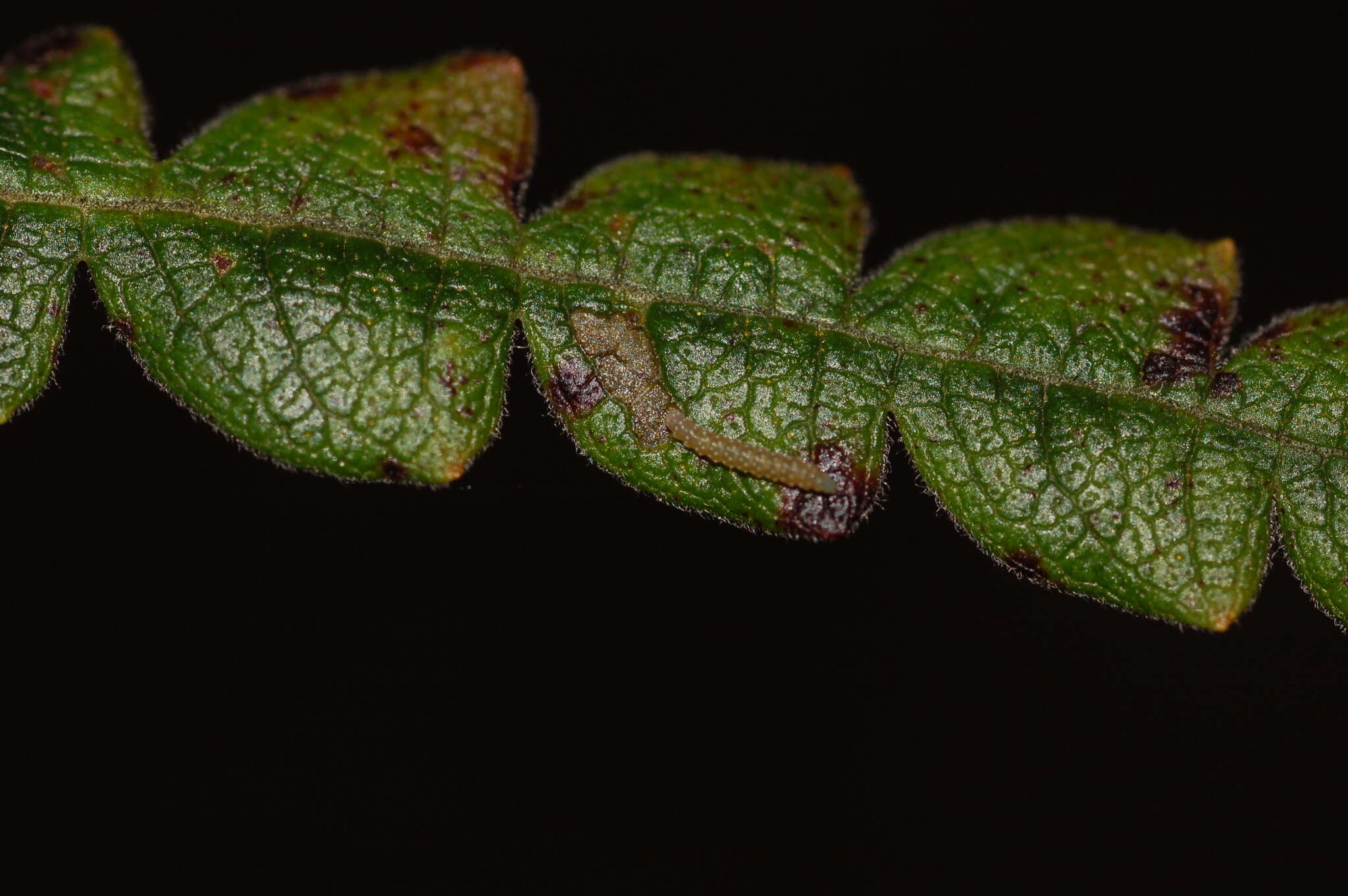 Image of Bucculatrix paroptila Braun 1963