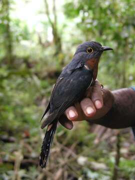 Image of Chestnut-breasted Cuckoo