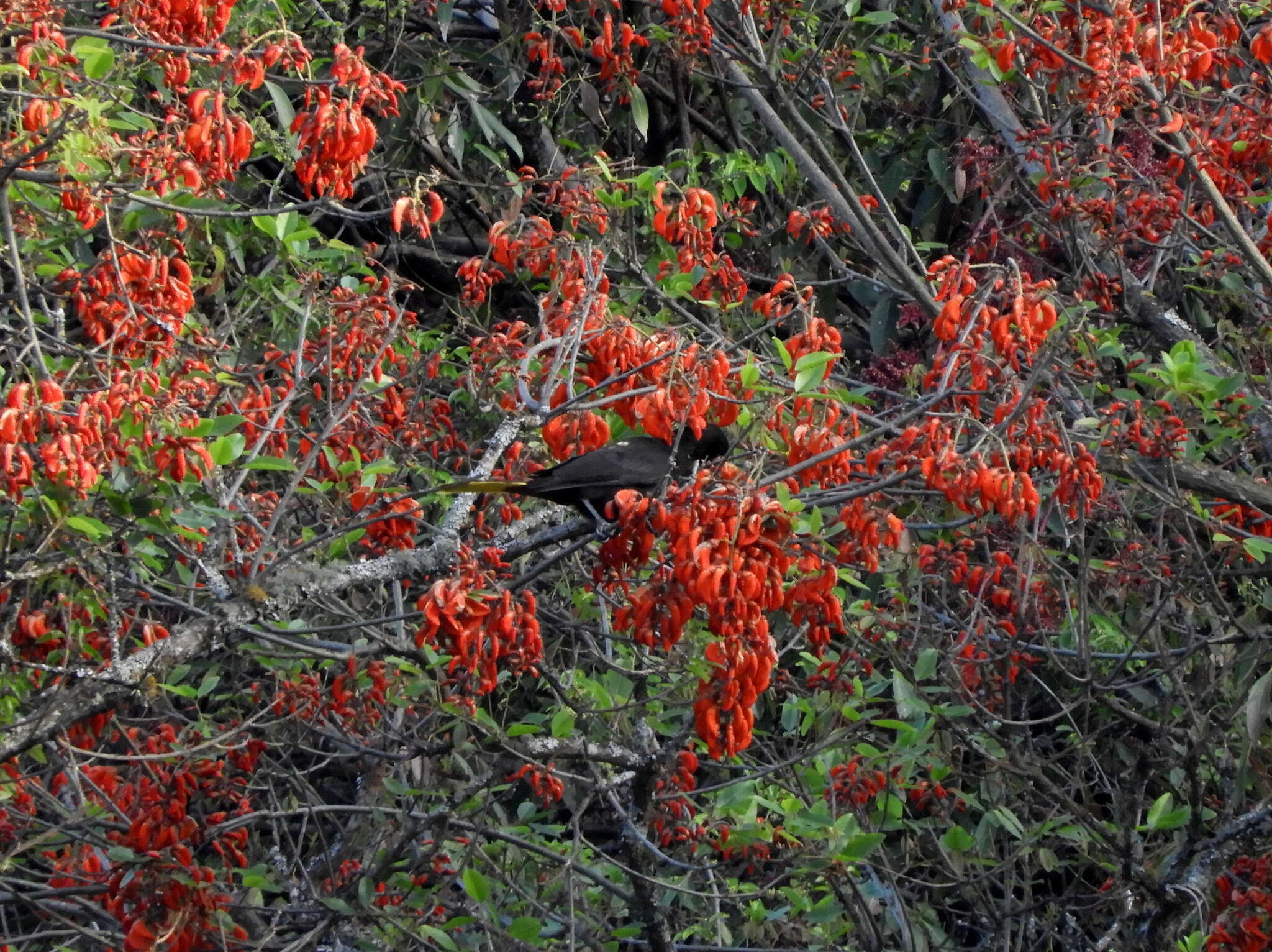 Erythrina falcata Benth. resmi