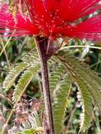 Calliandra dysantha Benth.的圖片