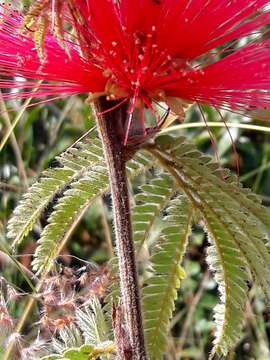 Calliandra dysantha Benth.的圖片