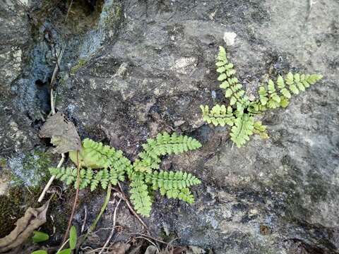 Oeosporangium elegans (Poir.) Fraser-Jenk. & Pariyar的圖片