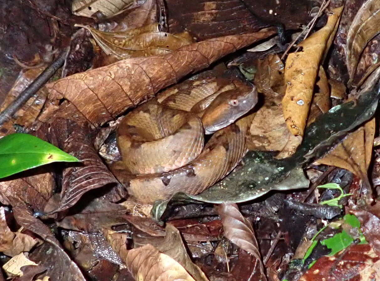 Image of Hognosed Pit Viper