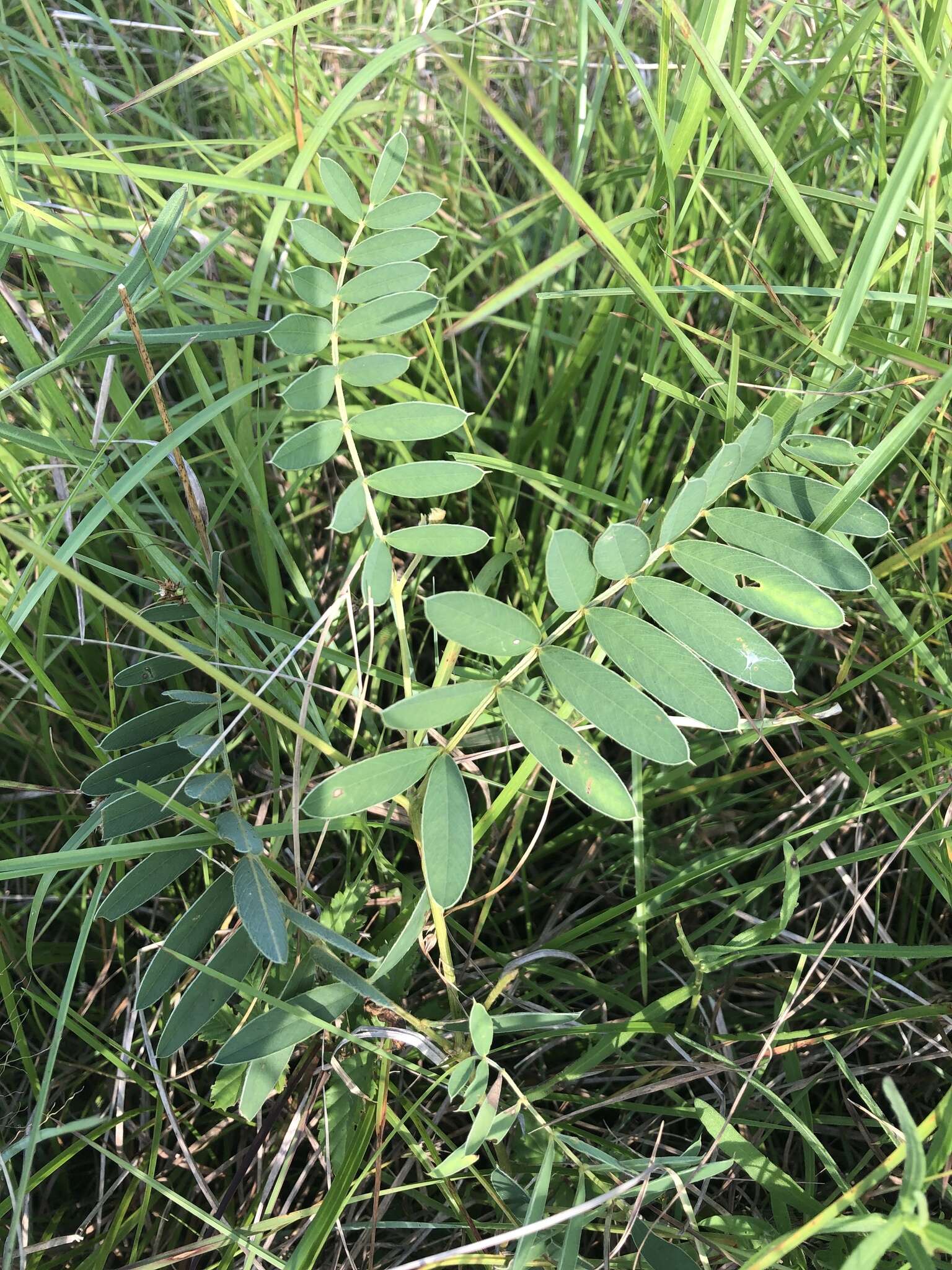 Tephrosia onobrychoides Nutt.的圖片