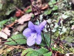 Sivun Streptocarpus modestus L. L. Britten kuva