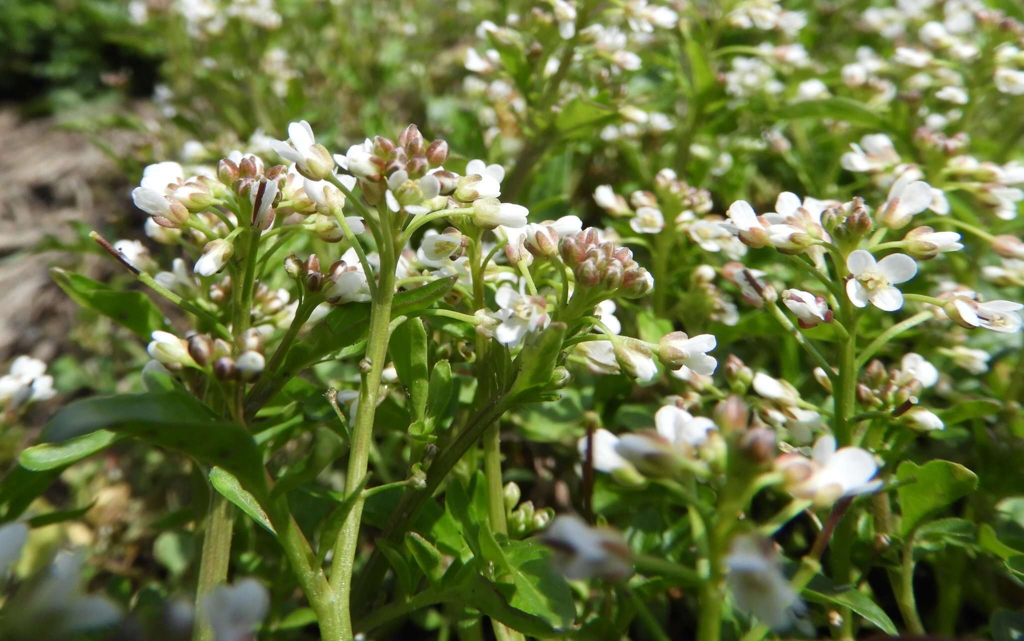 Image of Cardamine scutata Thunb.