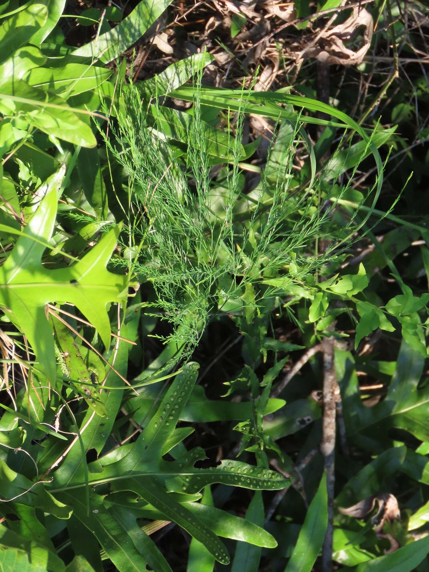 Image of Broom asparagus