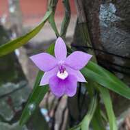 Image of Dimerandra emarginata (G. Mey.) Hoehne