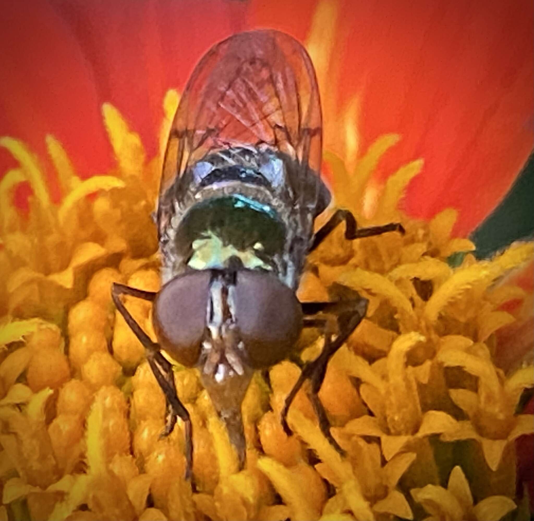 Image of Violet Bromeliad Fly