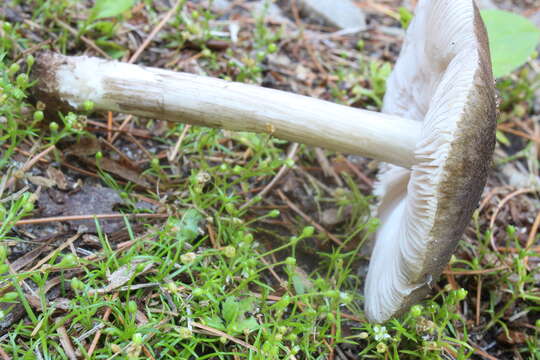 Pluteus atromarginatus (Konrad) Kühner 1935 resmi