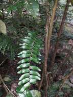 Arthropteris neocaledonica Copel. resmi