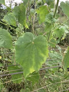 Image of Abutilon grandiflorum G. Don