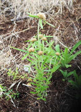 Image of tropical creeping cudweed