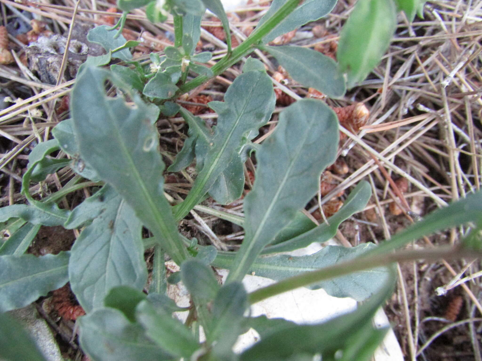 Image of rampion mignonette