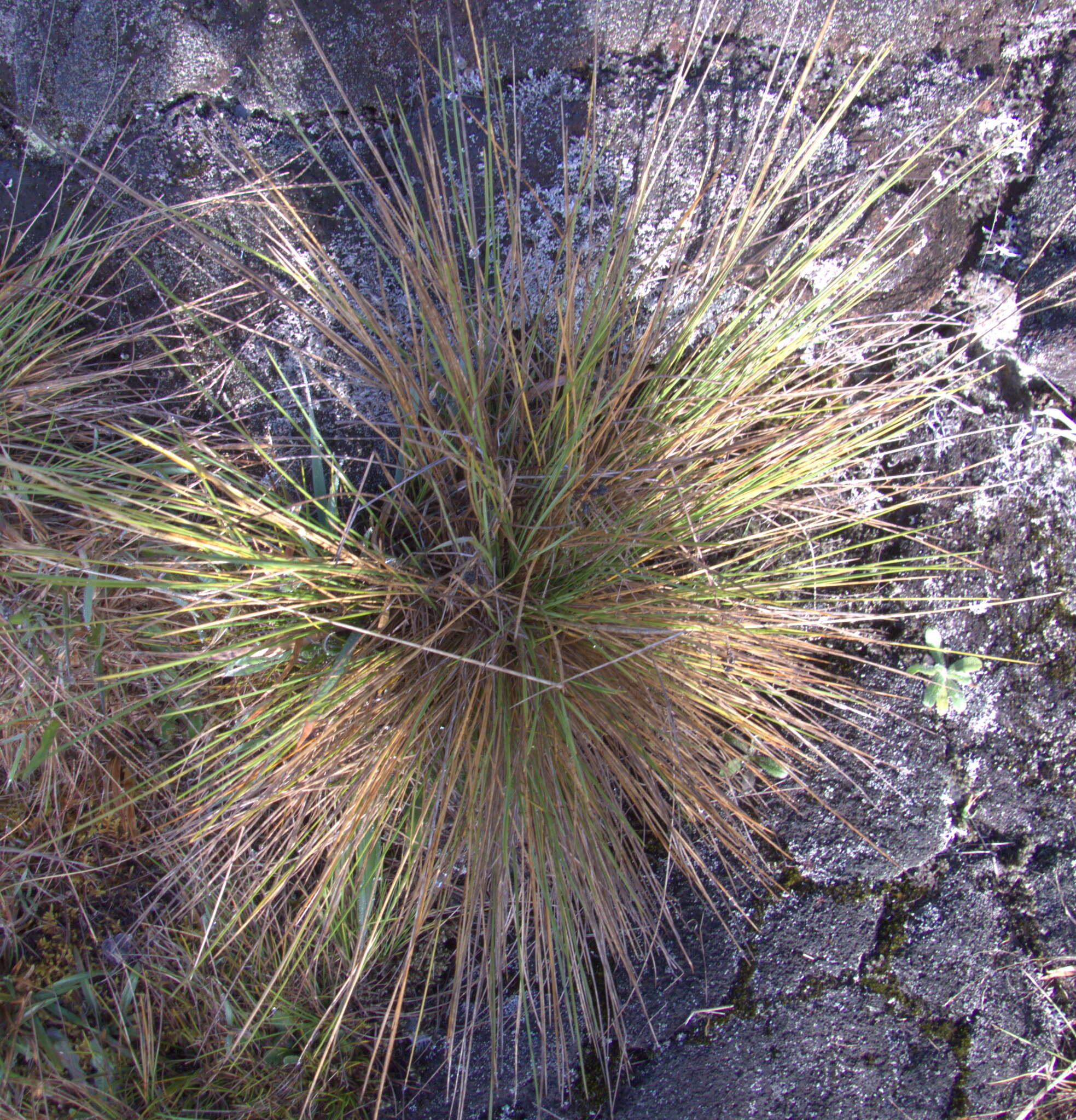 Image of Hawaii Alpine Hair Grass