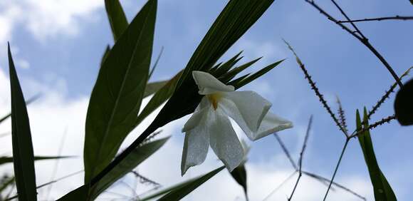 Image of Cipura campanulata Ravenna