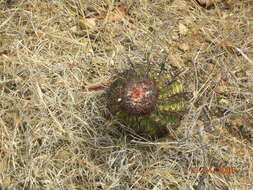 Image of Turk's cap