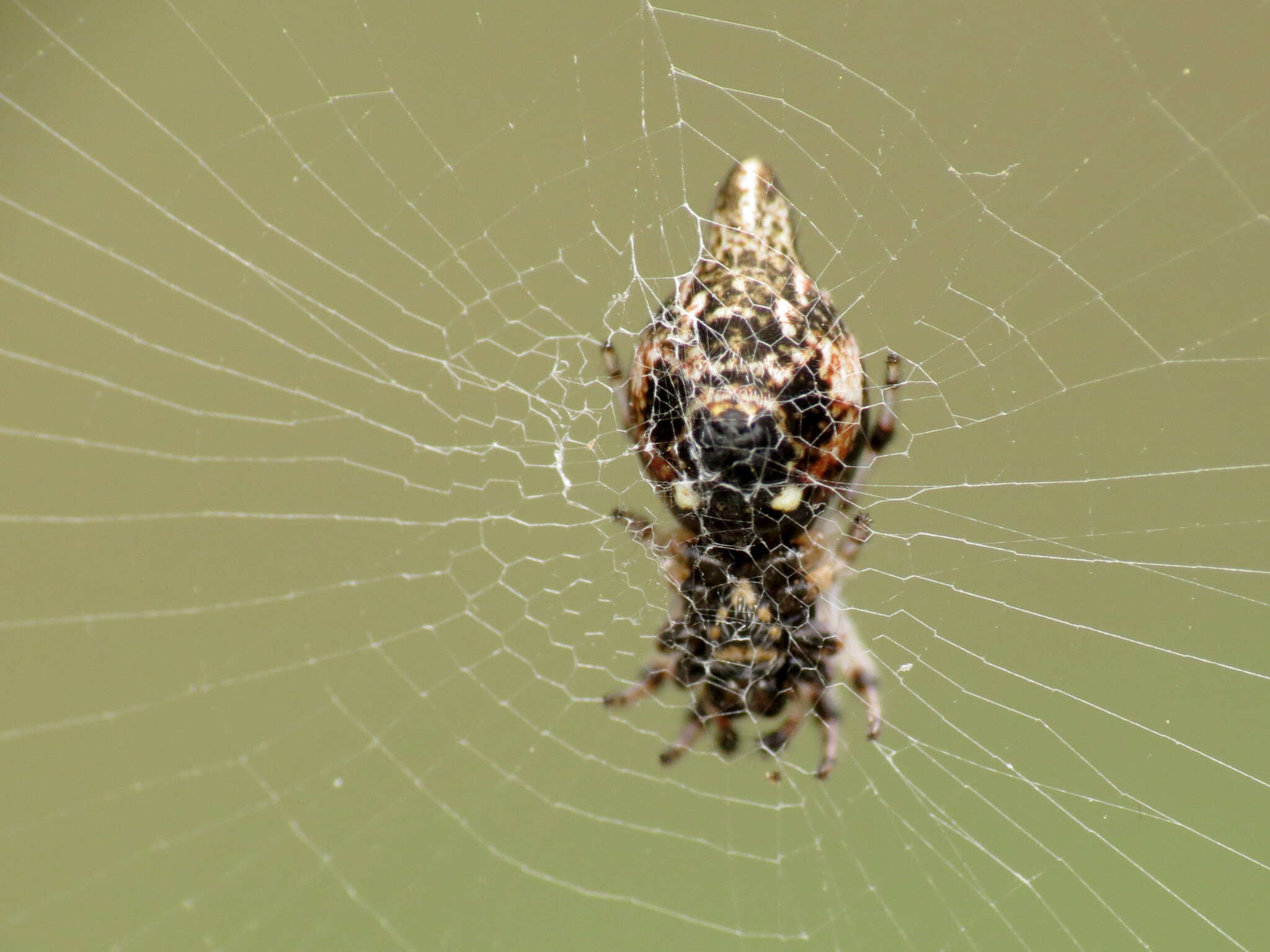 Image of Trashline orbweaver