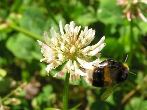 Imagem de Bombus terrestris (Linnaeus 1758)