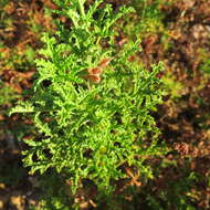 Image of oakleaf geranium