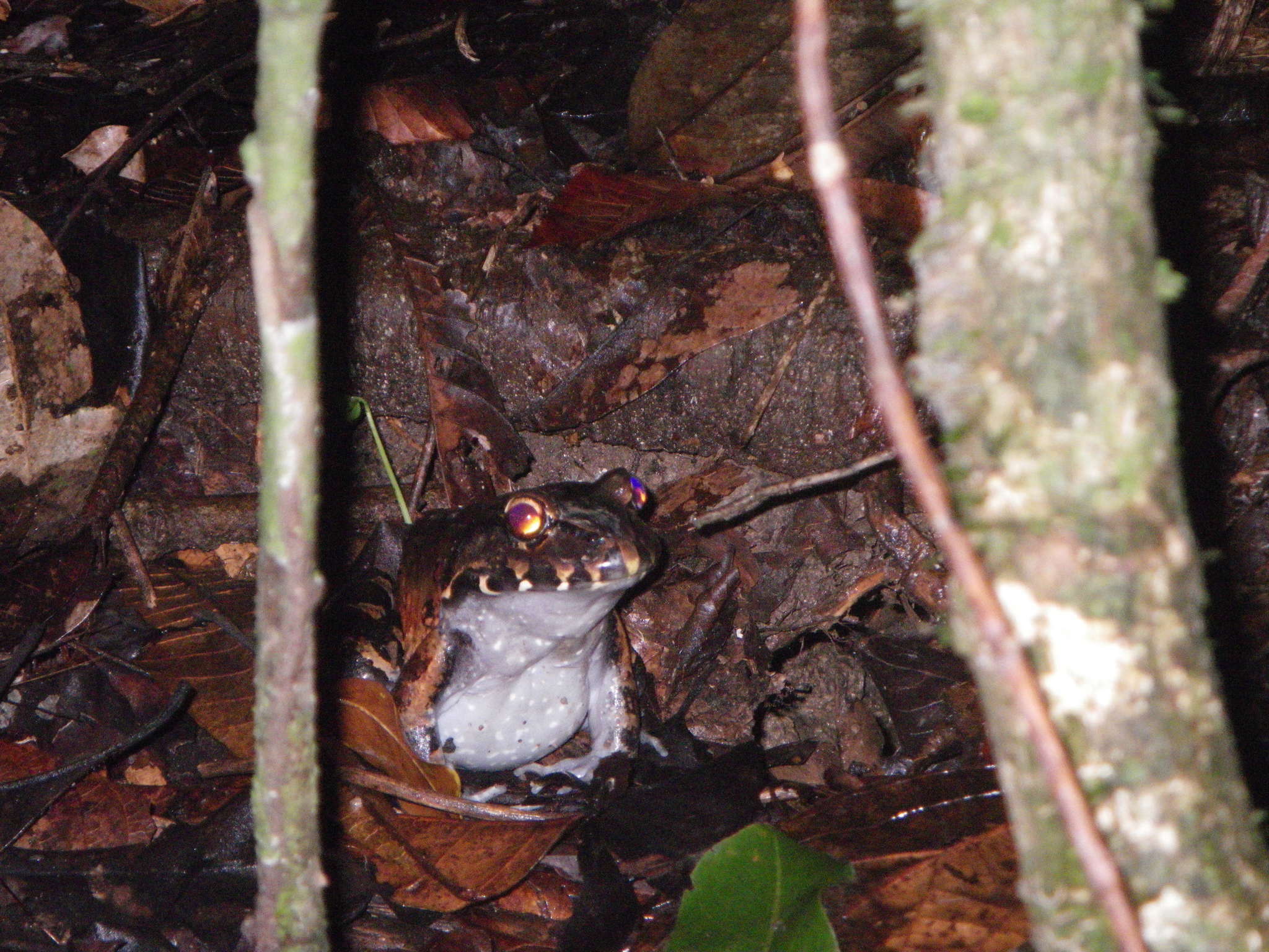 صورة Leptodactylus pentadactylus (Laurenti 1768)