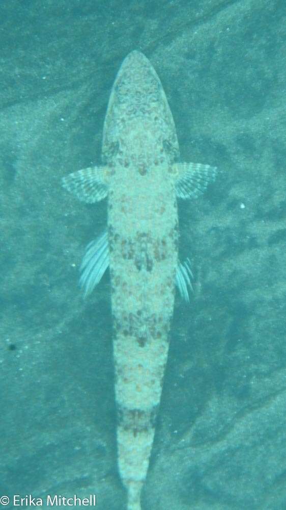 Image of Lizardfish