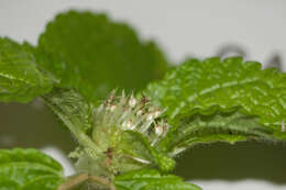Imagem de Pilea nummulariifolia (Sw.) Wedd.