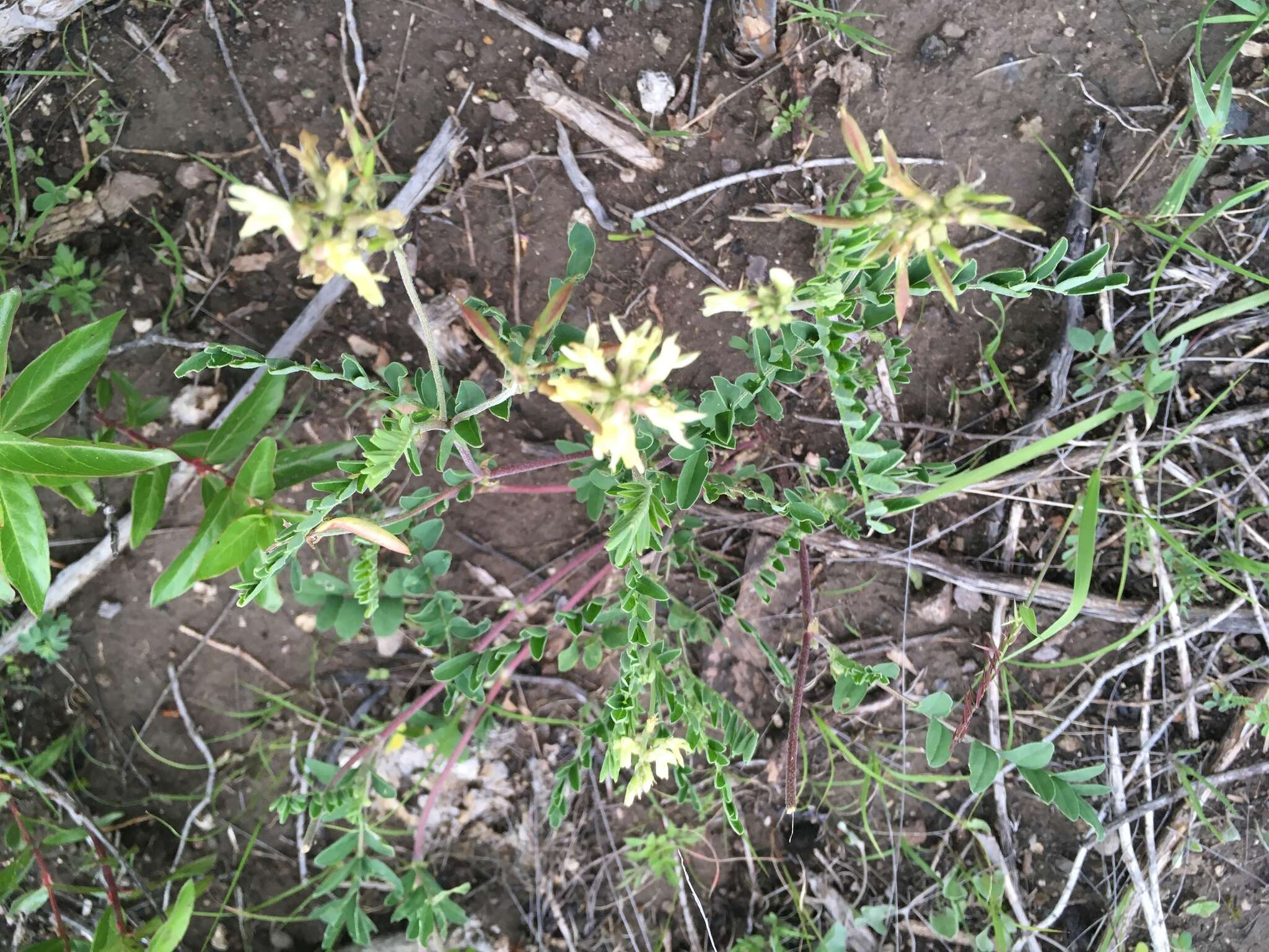 Sivun Astragalus strigulosus Kunth kuva