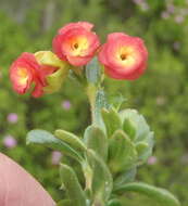 Image of Hermannia flammula Harv.