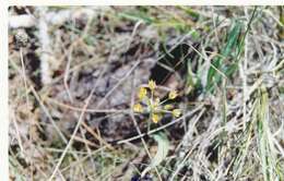 Image of Allium moly subsp. glaucescens