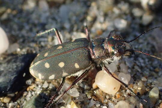 Image of Cicindela (Calomera) littoralis Fabricius 1787