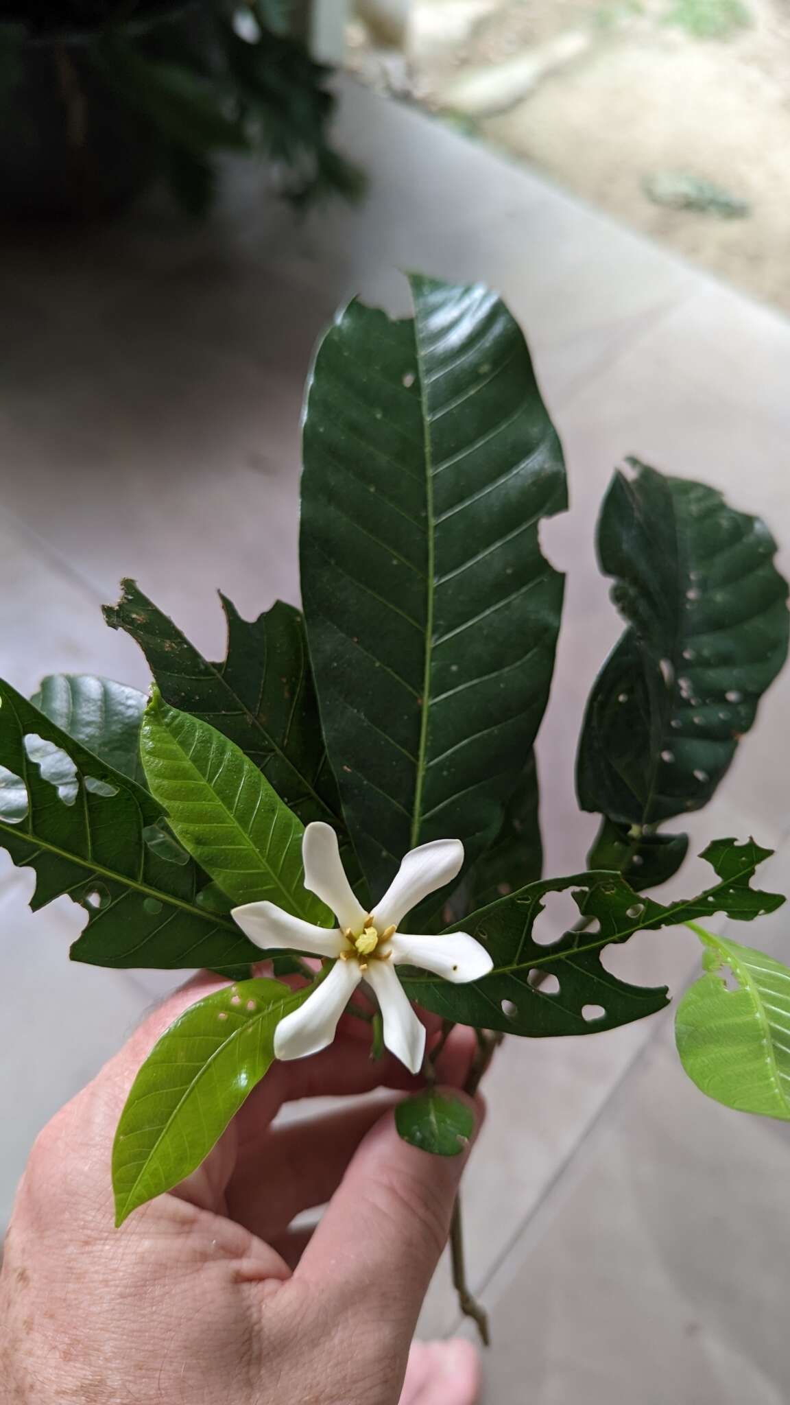 Image of Gardenia ovularis F. M. Bailey