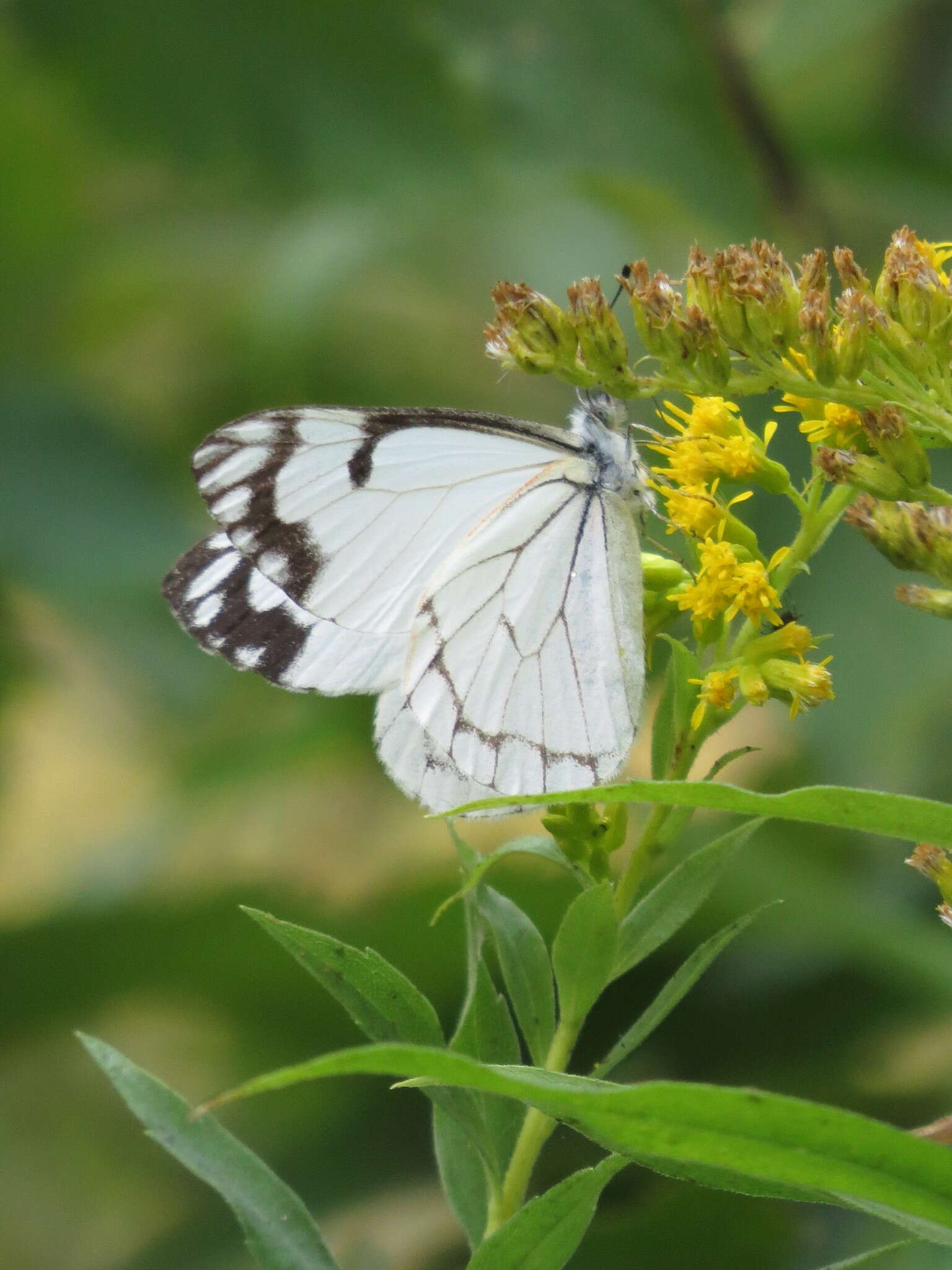 Image of Pine White