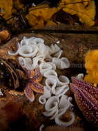 Image of barnacle-eating onchidoris