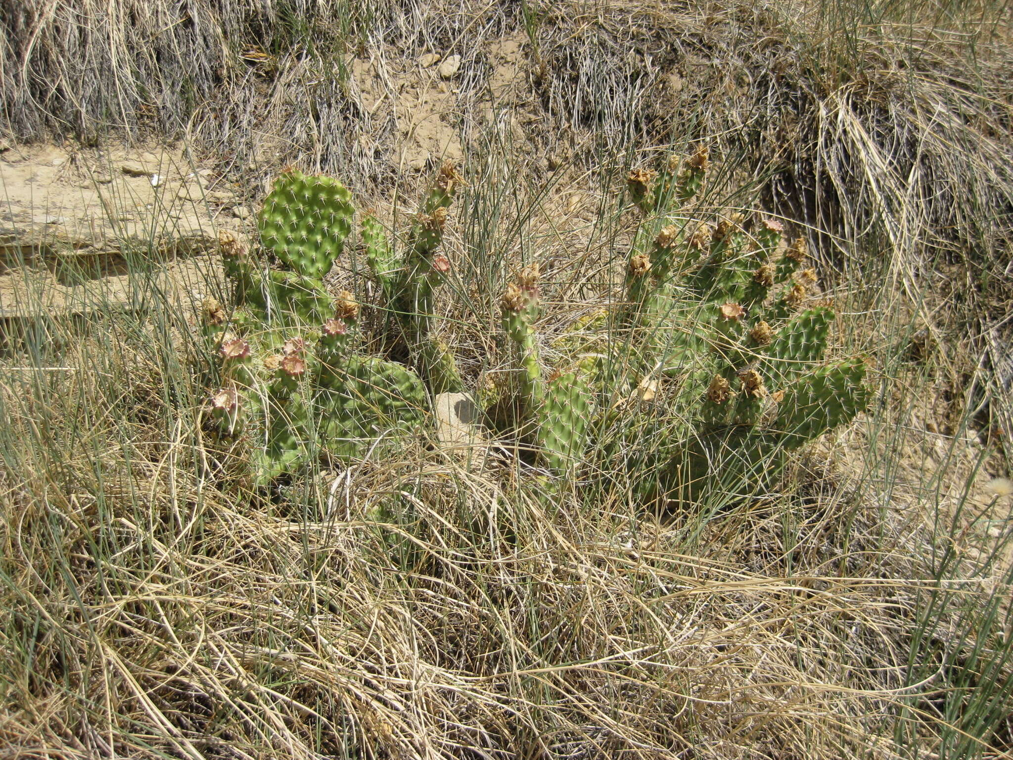 Image of hairspine pricklypear