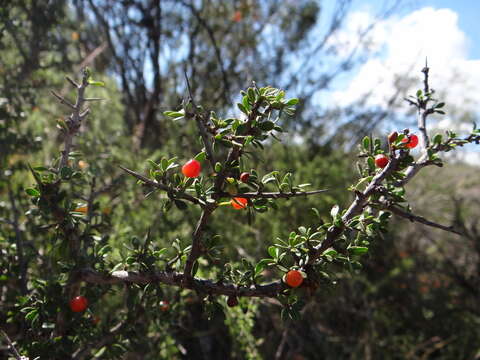 Image of Condalia microphylla Cav.